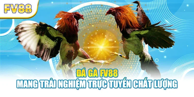 Đá gà FV88 mang trải nghiệm trực tuyến chất lượng